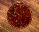 Coconut Oil Honey